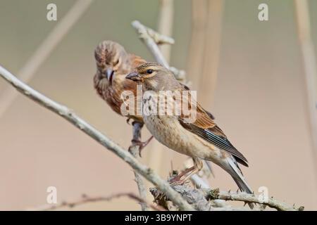 Linnets communs (Linaria cannabina), deux adultes perchés, un chanteur, Marazion Marsh RSPB Reserve, Cornwall, Royaume-Uni. Banque D'Images