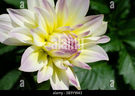 Gros plan de la fleur « Fun Pastel » de Dahlia LaBella® Maggiore. Dahlia populaire avec de grandes fleurs blanches pures avec des pointes douces rose lavande et un centre jaune Banque D'Images