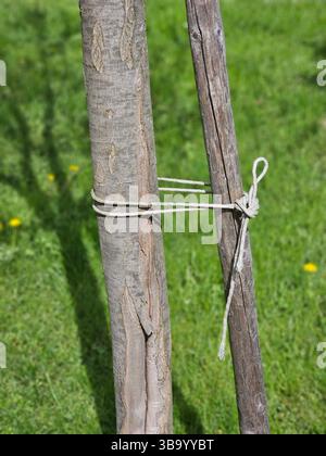 Arbres qui plantent des arbres attachés pour soutenir de près. Banque D'Images