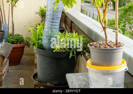 Configuration de jardin de balcon urbain montrant deux techniques d'arrosage intelligentes : une bouteille en PET pour l'irrigation goutte à goutte et un système alimenté par mèche utilisant des bandes de tissu en pot Banque D'Images