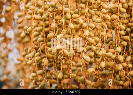 Vue rapprochée de fruits de dattes humides accrochés aux branches d'un palmier dans une plantation luxuriante, mettant en valeur leurs teintes vertes et jaunes vibrantes Banque D'Images