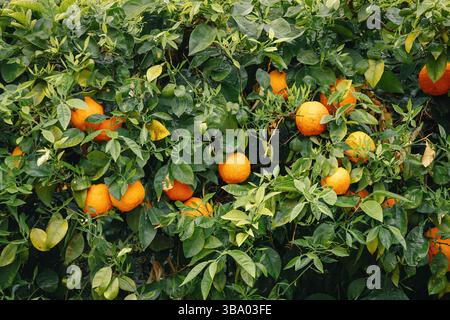 Gros plan d'oranges mûres suspendues à des branches, mettant en valeur l'abondance de fruits dans un cadre de verger vibrant Banque D'Images