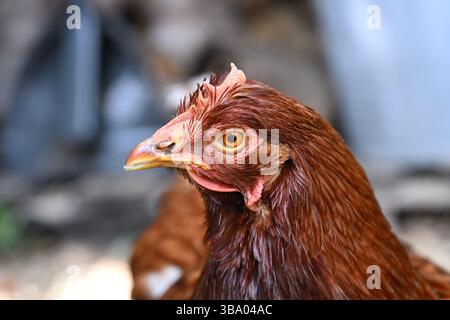 Une photo rapprochée d'un poulet de sauvetage dans un jardin anglais Banque D'Images