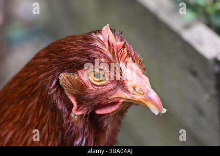 Une photo rapprochée d'un poulet de sauvetage dans un jardin anglais Banque D'Images