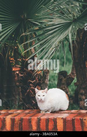 Chat blanc reposant sur un mur de briques dans un jardin avec des palmiers, profitant d'un moment de paix Banque D'Images