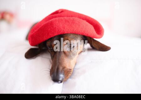 Teckel noir portant un béret rouge sur fond rose Banque D'Images