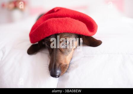 Teckel noir portant un béret rouge sur fond rose Banque D'Images