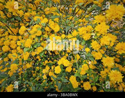 Arbuste dense de fleurs de kerria japonaise (Kerria japonica). Les fleurs jaunes vives couvrent les branches en grappe. Les feuilles vertes dentelées ajoutent du contraste, de la créa Banque D'Images