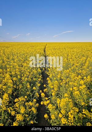 Vaste champ de colza en pleine floraison avec des fleurs jaune vif et un sentier traversant la terre, s'étendant vers l'horizon. Amas denses de blosso Banque D'Images