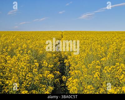 Vaste champ de colza en pleine floraison avec des fleurs jaune vif et un sentier traversant la terre, s'étendant vers l'horizon. Amas denses de blosso Banque D'Images