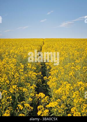 Vaste champ de colza en pleine floraison avec des fleurs jaune vif et un sentier traversant la terre, s'étendant vers l'horizon. Amas denses de blosso Banque D'Images