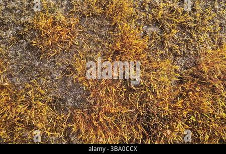 Texture de mousse sur une surface rocheuse. Écosystème dense, tapis de plantes de fond naturel Banque D'Images