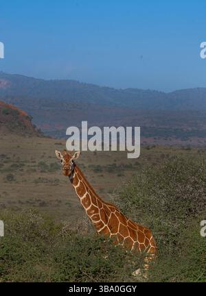 Girafe réticulée (Giraffa reticulata) naviguant dans la savane d'acacia de Laikipia Conservancy, Kenya, Afrique de l'est. Espèces sauvages africaines emblématiques Banque D'Images