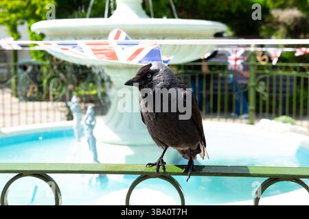Un jackdaw se perche sur une balustrade verte, apparemment sans faille par l'atmosphère festive. Des drapeaux britanniques sont accrochés derrière, probablement pour célébrer un n Banque D'Images