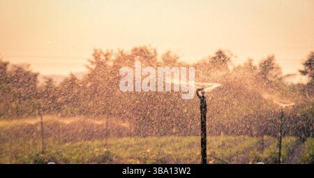 Système d'arrosage d'eau fonctionnant dans un potager vert au coucher du soleil. Mise au point sélective Banque D'Images