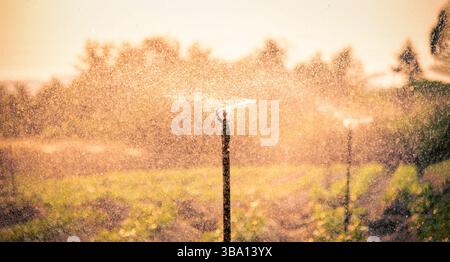 Système d'arrosage d'eau fonctionnant dans un potager vert au coucher du soleil. Mise au point sélective Banque D'Images