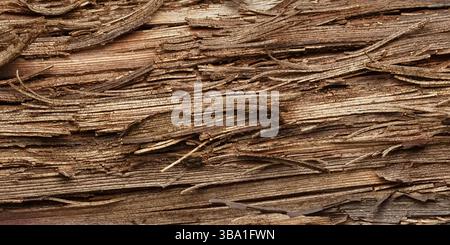 Texture de l'écorce fibreuse de vigne de raisin ancien. Macrophotographie Banque D'Images