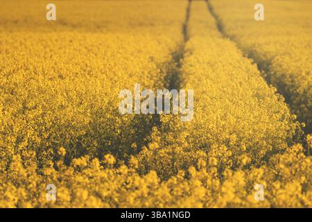 Champ de colza (canola) jaune vif en pleine floraison avec des traces visibles de tracteur créant une perspective naturelle. Capturé dans une lumière douce et dorée, ceci Banque D'Images