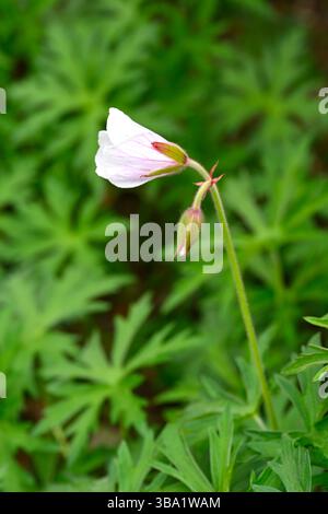 Fleurs blanches, délicatement veinées du début de l'été du robuste géranium clarkei Kashmir White UK Garden May Banque D'Images