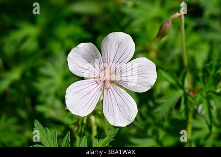 Fleurs blanches, délicatement veinées du début de l'été du robuste géranium clarkei Kashmir White UK Garden May Banque D'Images