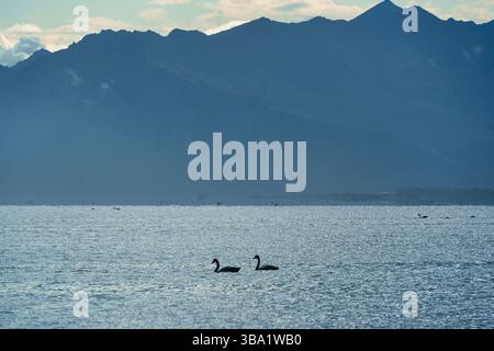 Couple cygne nageant paisiblement avec la montagne brumeuse sur la côte en Islande Banque D'Images