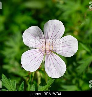 Fleurs blanches, délicatement veinées du début de l'été du robuste géranium clarkei Kashmir White UK Garden May Banque D'Images