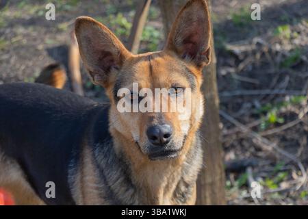 Alertez le Berger allemand Mix Dog debout à l'extérieur au soleil. Banque D'Images