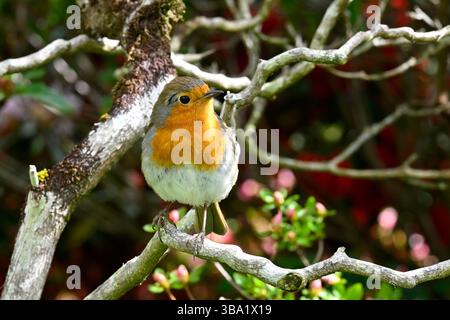 Robin européen, Erithacus rubecula, également connu sous le nom de rouge rouge Robin perché dans un arbre UK May Banque D'Images