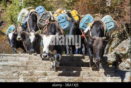 Caravane de yaks ou dzo sur les marches sur le chemin du camp de base de l'Everest avec des bidons, des marchandises et des bagages, Népal Himalaya montagnes Banque D'Images
