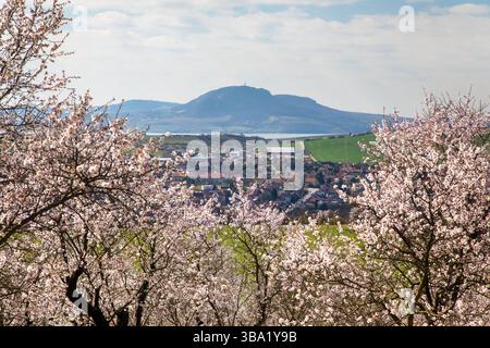 Verger d'amandiers, vue printanière d'un verger d'amaniers roses en fleurs près des collines Hustopece et Pavlov, Moravie du Sud, République tchèque Banque D'Images