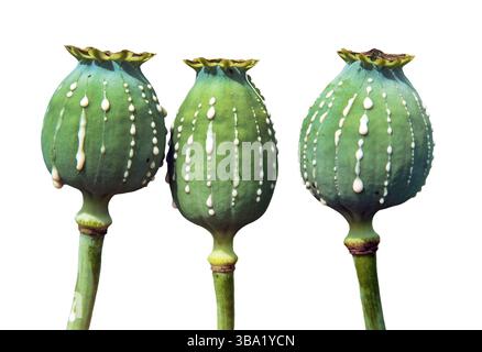 Détail des têtes de pavot à opium, en latin papaver somniferum, têtes de pavot immatures avec des gouttes de latex de lait d'opium, trois capsules de pavot isolées sur b blanc Banque D'Images