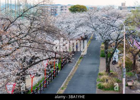 Magnifique sentier le long de la rivière sous la verrière pleine fleur de cerisier ou arbre sakura et lanterne traditionnelle au printemps à Nara, Japon Banque D'Images