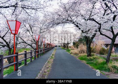Magnifique sentier le long de la rivière sous la verrière pleine fleur de cerisier ou arbre sakura et lanterne traditionnelle au printemps à Nara, Japon Banque D'Images