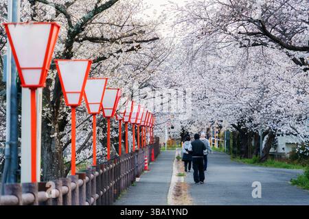 Magnifique sentier le long de la rivière sous la verrière pleine fleur de cerisier ou arbre sakura et lanterne traditionnelle au printemps à Nara, Japon Banque D'Images