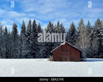 Une belle scène hivernale dans le nord de la Suède , une grange rouge dans un champ enneigé avec des arbres enneigés et un ciel bleu. Banque D'Images