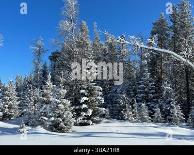 Forêt d'hiver paisible avec des arbres à feuilles persistantes couverts de neige sous un ciel bleu clair. Banque D'Images
