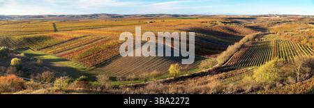 Vignoble, automne dans le vignoble, plants de vigne de couleur jaune, village de Vrbice, Moravie du Sud, République tchèque Banque D'Images