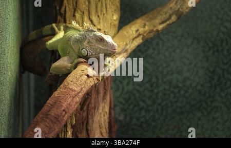 Gros plan d'un caméléon panthère sur une branche, iguane coloré dans les couleurs vert et noir, reptile tropical de madagascar Banque D'Images
