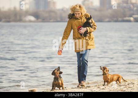 Femme joue avec les chiens. Animaux de compagnie et chiens dressant et éduquant les chiens. Concept d'animaux de compagnie. Dog Lover.Caucasian Lady avec trois chiens de race teckel et Banque D'Images
