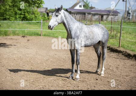 Jeune cheval gris dans le paddock. Cheval derrière la clôture Banque D'Images