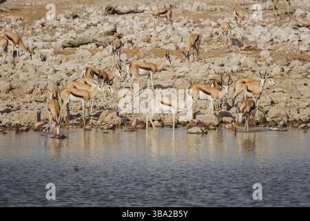 Trou d'eau occupé dans le parc national d'Etosha grouillant de troupeaux de springboks, Namibie, Afrique 2019, Afrique Banque D'Images