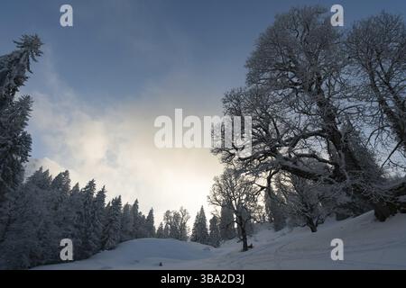 Fantastique circuit en raquettes sur la Hochgrat à Nagelfluhkette à Allgau, en Bavière Banque D'Images