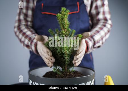 Concept de jardinage. Transplantation et ensemencement de nouvelles plantes sapin-arbre. Gros plan sur les mains et les pots. Homme jardinier transplante maison épinette de Conic dans nouveau p Banque D'Images