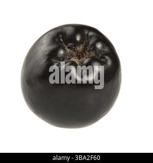 Baie d'aronia unique (chokeberry) isolée sur fond blanc, Liptovsky Hradok, Slovaquie, Europe Banque D'Images
