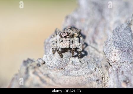Portrait en gros plan d'une araignée sautante. Banque D'Images