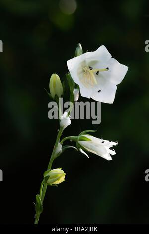 Fleurs et bourgeons sur un simple de Bellflower blanc (Campanula Persicifolia var. Alba), avec de petits coléoptères noirs sur la tête de fleur ouverte Banque D'Images