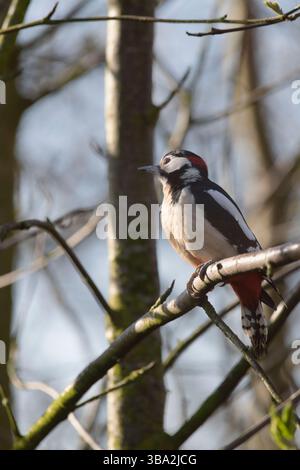 Un grand pic à pois (Dendrocopos Major) mâle adulte assis sur une branche d'arbre au début du printemps Banque D'Images