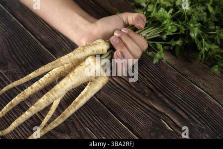 Main tenant un bouquet de racines de panais frais avec des feuilles vertes sur une planche de bois foncé, Liptovsky Hradok, Slovaquie, Europe Banque D'Images