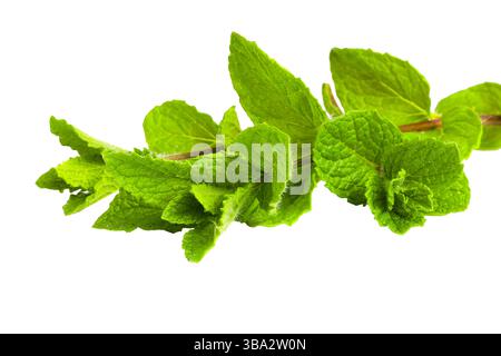 La vue détaillée des feuilles de menthe poivrée vibrantes sur une surface blanche et propre met en valeur leur fraîcheur et leur texture complexe. Banque D'Images