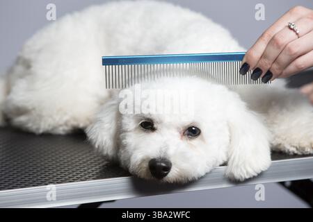 Le chien est tondu dans le salon pour prendre soin des surfaces des animaux. Gros plan d'un chien bichon avec un peigne. Concept de tondeuse Banque D'Images